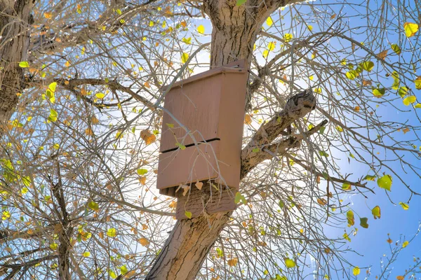 Bat Box Dried Tree Sweetwater Wetlands Tucson Arizona Wooden Bat — Foto de Stock