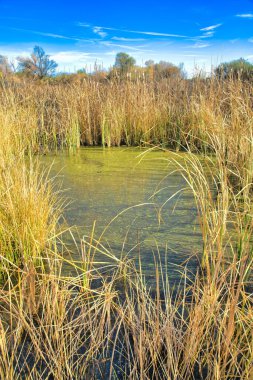 Tall grasses surrounding the water with algaes in Sweetwater Wetlands in Tucson, Arizona. There is a green water in the middle and a view of trees at the back against the sky.