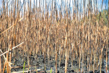 Slightly burned dried grasses on a muddy land at Sweetwater Wetlands- Tucson, Arizona. Close-up of dried grasses on a muddy field.