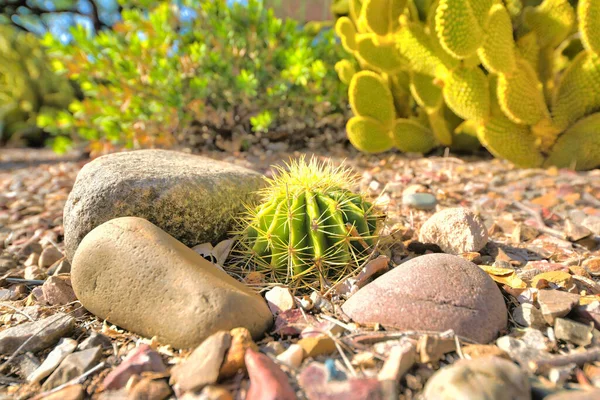Small round cactus surrounded by large rocks against the bunny ear cacti in Tucson, Arizona. Close-up of a small round cactus on a gravel against the blurred cacti background.