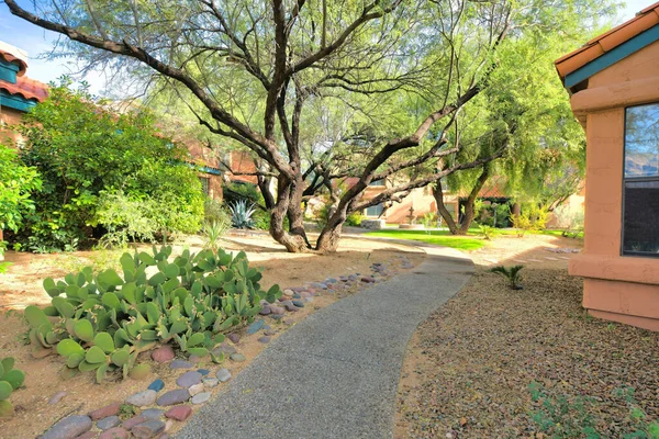 Walkway with bunny ear cactus on the left and trees at the back at Tucson, Arizona. Neighborhood with mediterranean houses and front lawns.