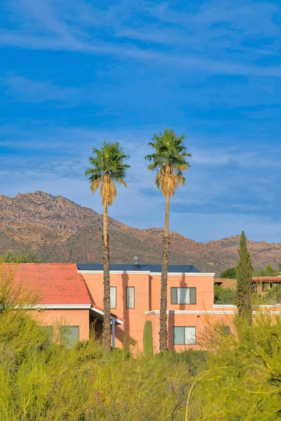 Two palm trees at the front of a peach house building against the mountain at Tucson, Arizona. There are green wild plants at the front of the houses with painted stucco walls.