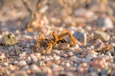 Dead tarantula spider with lost legs in Tucson, Arizona. Close-up shot of a dead upside down tarantula spider without legs on a rocky ground.