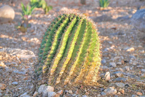 Small Cactus Land Small Rocks Tucson Arizona Close Small Wild — Photo