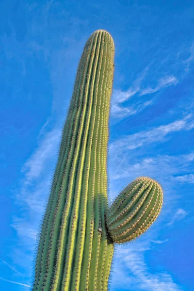 Вид Кактус Саваро Знизу Тусоні Штат Арізона Низький Кут Вигляд — стокове фото