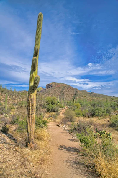 Кактус Сагуаро Рядом Тропинкой Парке Сабино Каньон Тусоне Аризона Природная — стоковое фото
