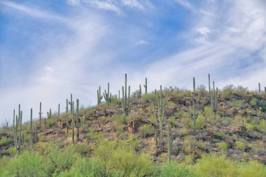 Slope with saguaro cactuses at Sabino Canyon State Park at Tucson, Arizona. Hill with wild plants and saguaro cactuses against the sky background.