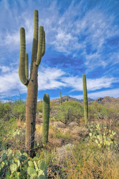 Saguaro Cactuses Shrubland Sabino Canyon State Park Tucson Arizona Slope — Stockfoto