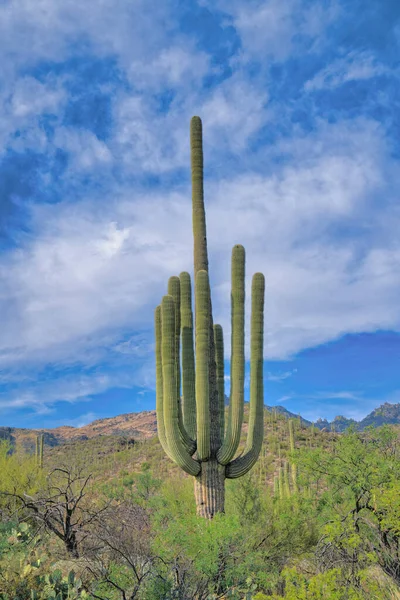 Giant Saguaro Cactus Sabino Canyon State Park Tucson Arizona Cactus — Stockfoto