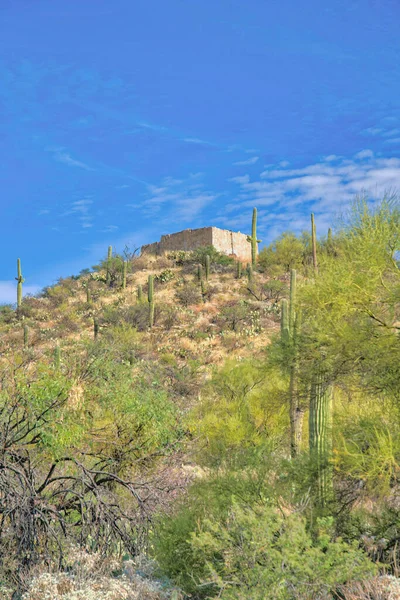 Slope Saguaro Cactuses Groundwater Control Structure Top Sabino Canyon State — Stockfoto