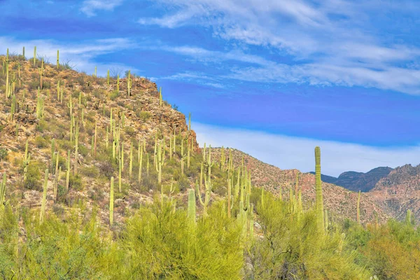 Горные Склоны Кактусами Сагуаро Государственном Парке Сабино Каньон Тусоне Аризона — стоковое фото