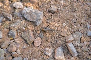 Camouflaged cricket on a rocky soil at Sabino Canyon State Park in Tucson, Arizona. Top close up view of a cricket on a brown rocky ground.