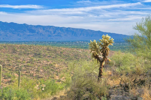 Field Saguaro Cactuses Valley Sabino Canyon State Park Tucson Arizona — Stockfoto
