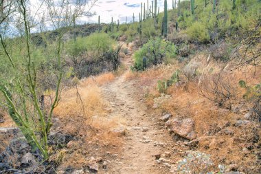 Trail on a slope in the middle of wild plants and saguaro cactuses at Tucson, Arizona. Narrow dry dirt trail with a view of wild desert plants.