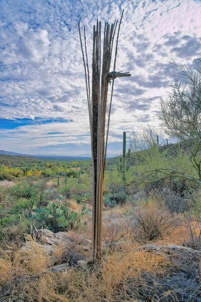 Dead Cactus Sabino Canyon State Park Tucson Arizona Lone Dead — Stockfoto
