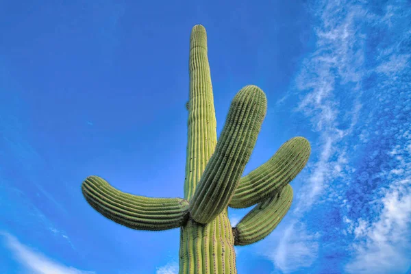 Χαμηλή Γωνία Θέας Του Κάκτου Saguaro Τέσσερα Χέρια Στην Tucson — Φωτογραφία Αρχείου