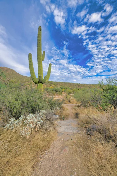 Hiking Trail Large Saguaro Cactus Side Tucson Arizona Trail Middle — Stock fotografie