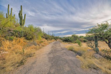 Path near the campgrounds and slope with saguaros at Sabino Canyon State Park in Tucson, AZ. There is a dirt path in the middle near the slope on the left and campground on the right. clipart
