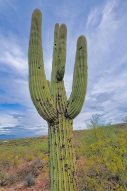Close-up of a giant saguaro cactus against the dark clouds sky at Tucson, Arizona. Low angle view of a saguaro cactus against the green slope at the back.