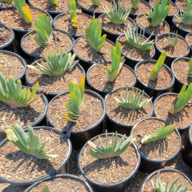 Square Fan aloe plants in a pot with a triangle arrangement on a dirt ground. High angle view of fan aloe plants in a botanical garden market with succulents at the back.