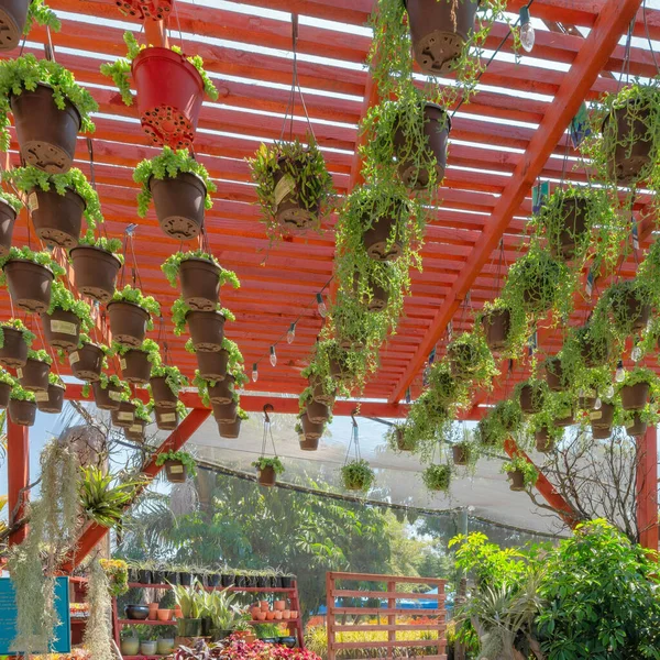 Square Pergola Roof Hanging Sedum Succulents Pot Hooks Varieties Plants — 스톡 사진