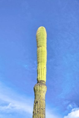 View of saguaro cactus from below at Sabino Canyon State Park in Tucson, Arizona. Giant columnar cactus against the blue sky background.