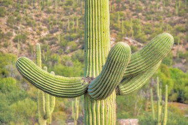 Close-up of saguaro cactus with four arms at Tucson, Arizona. Saguaro cactus with four arms in the middle against the blurred view of shrubs and cactuses at the back.