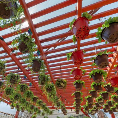 Kare sallanan senecio teli ve sedum sulu bitkiler ve kırmızı pergola çatıdaki tel lambaları. Solda senecio yunus dizisi ve sağda sedum eşeğin kuyruğu var..