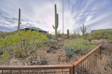 Evlere ve bulutlu gökyüzüne karşı yol boyunca büyüyen kaktüsler ve çöl bitkileri. Tucson Arizona 'daki kuru ve çorak topraklarda kaktüsler ve çalılar gelişiyor..
