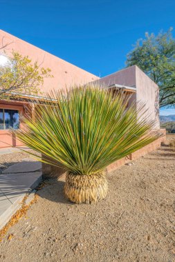 Güneşli bir günde Tucson Arizona 'da uzun ince yapraklı bir bitki yetiştirmek. Bereketli yeşillikleri, evleri ve parlak mavi gökyüzü olan güzel bir açık hava manzarası..