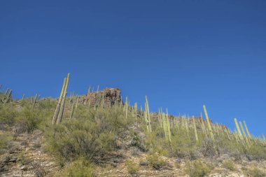 Sabino Canyon eyalet parkında kaktüsle dağ manzarası boyunca yürüyüş yapmak. Arizona 'da yürüyüş yapanlar için manzara manzaralı, manzaralı bir manzara..