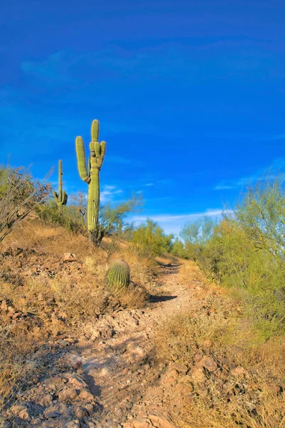 Smalle Zandpad Wandelpad Schilderachtige Bergen Van Tucson Arizona Het Pad — Stockfoto