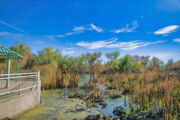 Sötvatten Våtmarker Naturreservat Park Tucson Arizona Med Utsikt Över Naturen — Stockfoto