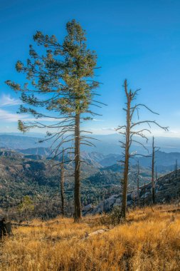 Lemmon Dağı, Arizona- Çimenli bir yamaçta yapraksız çam ağaçları. Mavi ufuk çizgisine karşı ormanlı dağ manzarası.