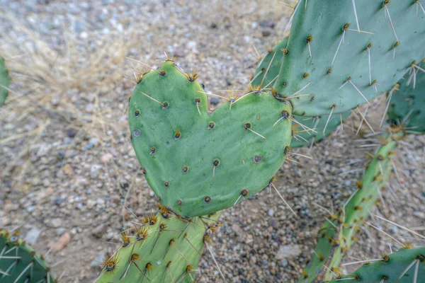 Herzförmiger Kaktus Sabino Canyon State Park Tucson Arizona Nahaufnahme Eines — Stockfoto