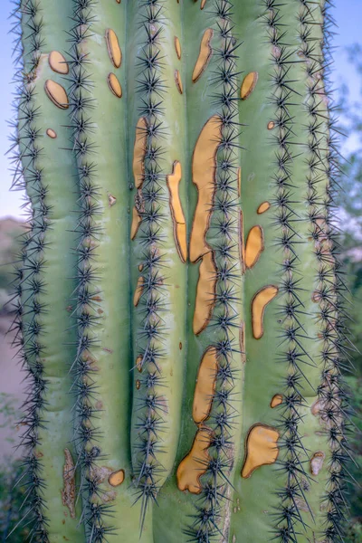 Gelbe Flecken Auf Einem Geschlossenen Saguaro Kaktus Sabino Canyon State — Stockfoto