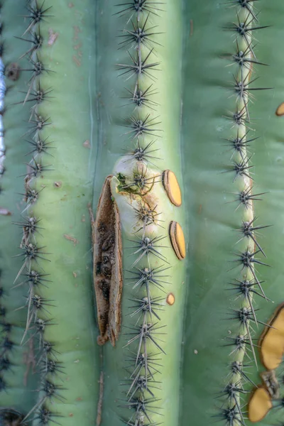 Närbild Saguaro Kaktus Med Rutten Del Och Gula Fläckar Sabino — Stockfoto