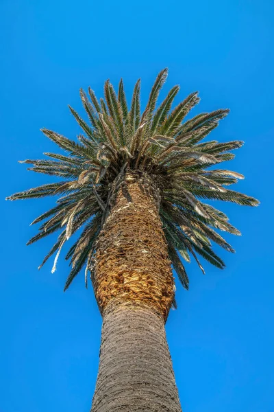 Jolla Californië Laag Uitzicht Een Palmboom Tegen Blauwe Lucht Zicht — Stockfoto