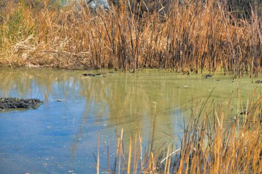 Yeşil suyla sulak alanlar ve Sweetwater Wetland- Tucson, Arizona 'da hafif yanmış otlar..