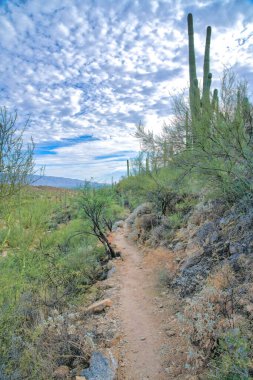 Tucson, Arizona 'daki Sabino Canyon Eyalet Parkı' nda yürüyüş parkı. Çölün ortasında bulutlu gökyüzüne karşı dar patika..