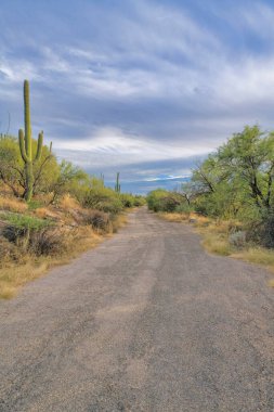 Tucson, Arizona 'da saguaro kaktüsleriyle ıssız ve düz bir yol. Düz toprak yol kenarında çalılık manzarası ve gökteki loş bulutların arka planı..
