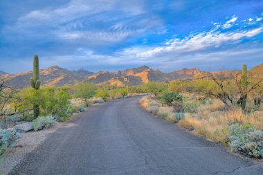 Tucson, Arizona 'daki Sabino Canyon Eyalet Parkı' ndaki bir çalılıkta beton yol. Arka taraftaki dağ sırasının manzarasına karşı saguaro ve dikenli armut kaktüslü çalılar..