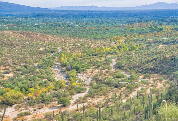 Hoge Hoek Uitzicht Een Land Met Paden Saguaro Cactussen Tucson — Stockfoto