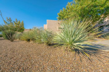 Mavi arka planı olan bir evin önünde uzun ince yapraklı bitkiler. Tucson Arizona 'da güzel bir açık hava manzarası. Bitkiler ve evler var..