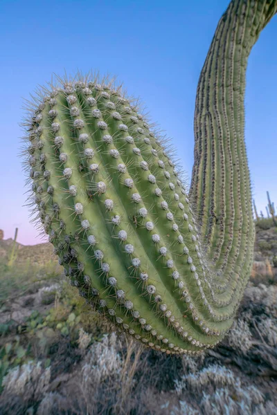 Gebogener Arm Eines Saguaro Kaktus Sabino Canyon State Park Tucson — Stockfoto