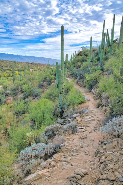 Vuil Spoor Een Helling Met Lange Saguaro Cactussen Aan Zijkant — Stockfoto