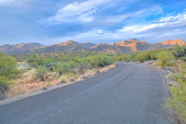 Tucson, Arizona 'daki Sabino Canyon Eyalet Parkı' nda kaktüs tarlasının ortasında beton yol. Gün batımının parladığı bir sıradağ manzarası var..