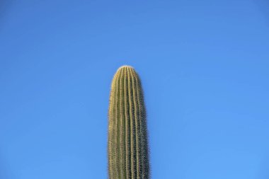Anka Kuşu, Arizona- Pima Kanyonu yürüyüş parkurundaki saguaro kaktüsü manzarası. Aşağıdan kaktüsün üst görüntüsü açık mavi gökyüzü arkaplanına karşı.
