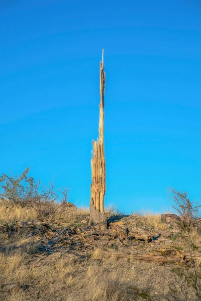 Phoenix Arizona Pima Canyon Yürüyüş Yolunda Çürümüş Saguaro Kaktüsü Çürük — Stok fotoğraf