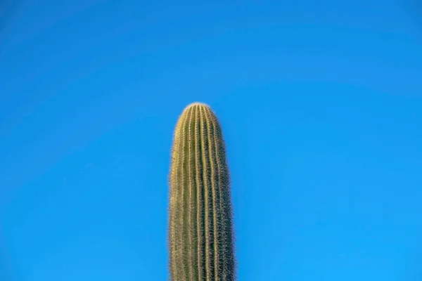 Phoenix Arizona Blick Auf Einen Saguaro Kakteengipfel Pima Canyon Wanderweg — Stockfoto